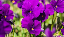 Viola cornuta 'Martin'