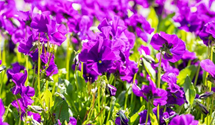 Viola cornuta 'Martin'