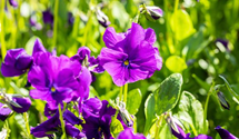 Viola cornuta 'Martin'