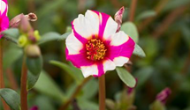 Portulaca 'Purple Cross'