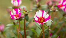Portulaca 'Purple Cross'