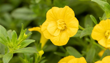 Calibrachoa 'Double Yellow' 