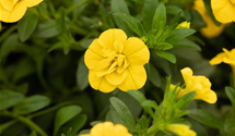 Calibrachoa 'Double Yellow' 