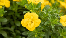 Calibrachoa 'Double Yellow' 