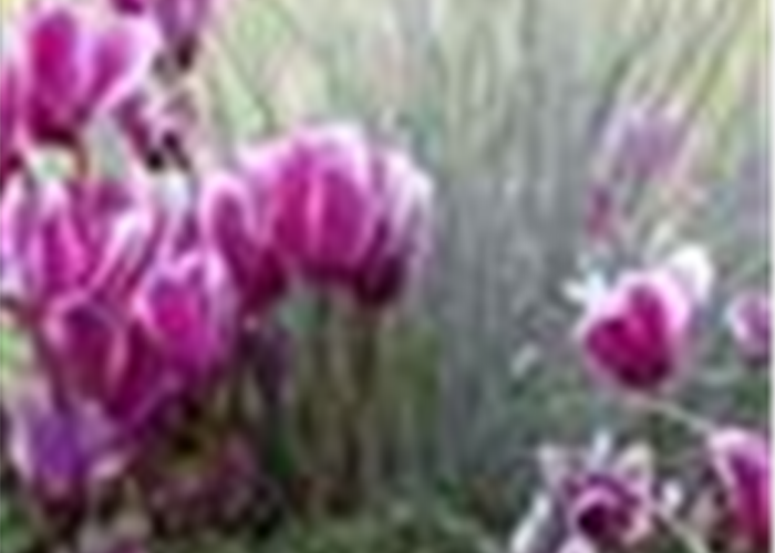 Alpenveilchen, zeitlose Klassiker 