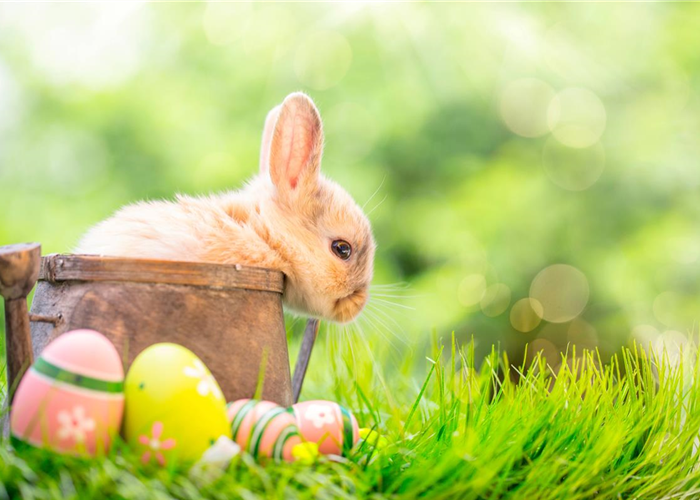 30.03. Ostereier-Suche 30.03. Ostereier-Suche