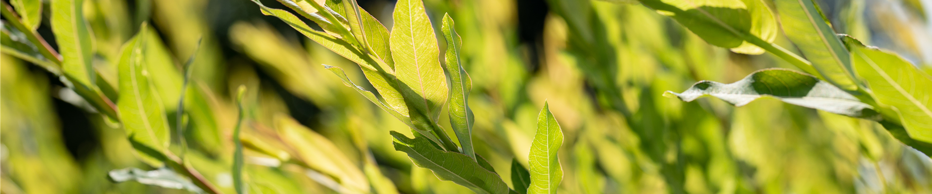 Salix purpurea Salix purpurea