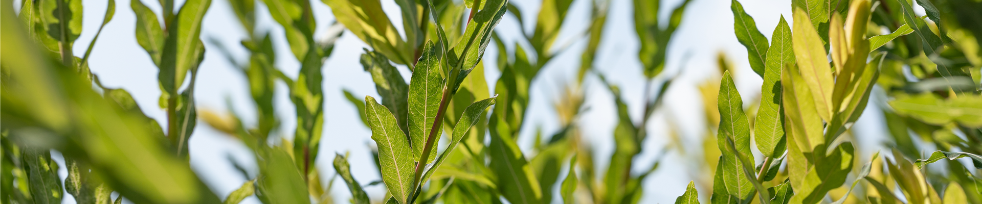 Salix purpurea Salix purpurea