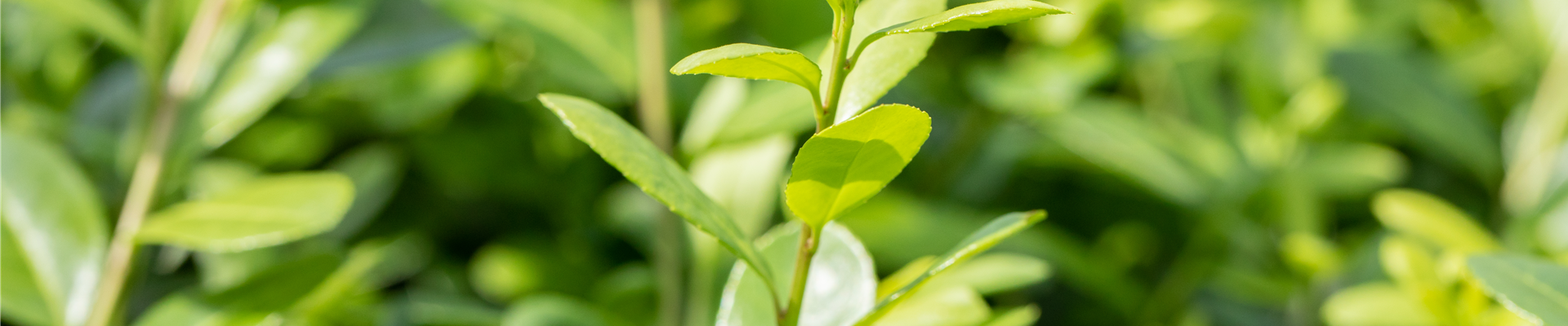Ilex crenata 'Rotundifolia' Ilex crenata 'Rotundifolia'