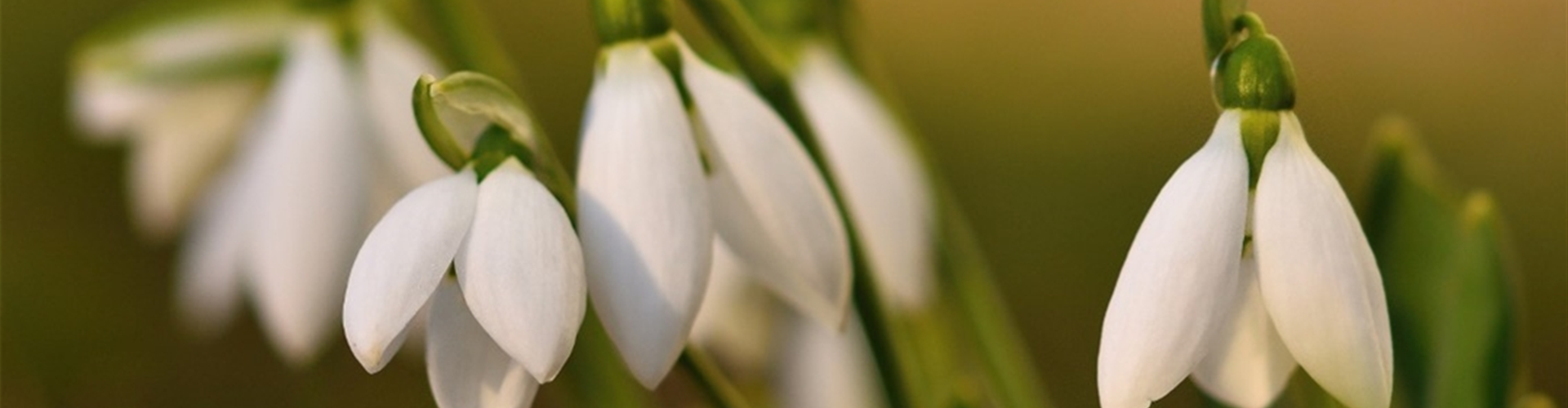 bigstock-Snowdrops-Spring-Flowers-Beau-224920057 (Groß)-288-36-1132-755