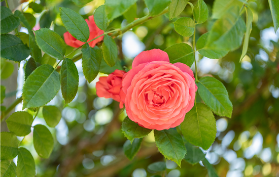Krankheiten und Schädlinge bei Rosen erkennen und bekämpfen Krankheiten und Schädlinge bei Rosen erkennen und bekämpfen