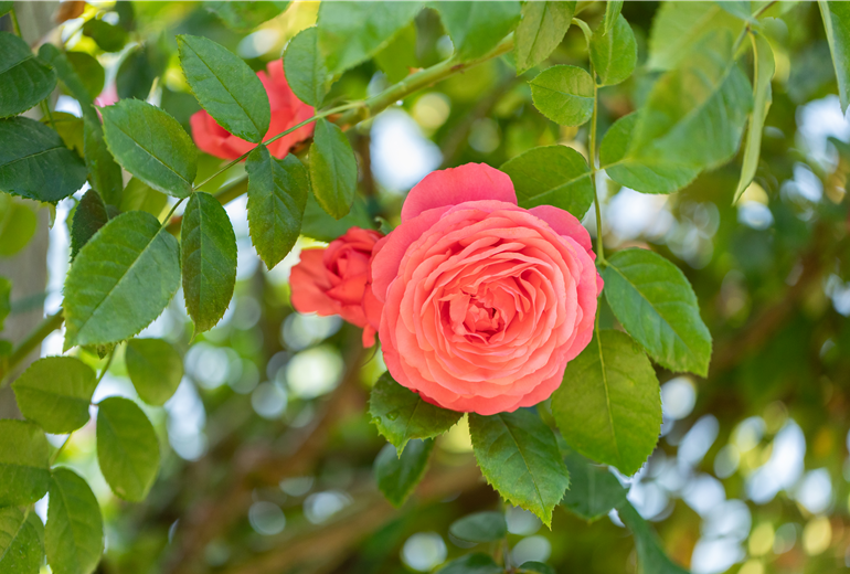 Kletterrose, rot