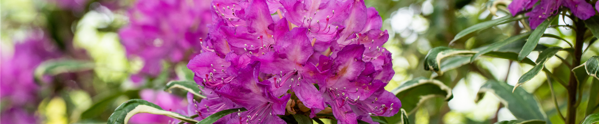 Rhododendron ponticum 'Variegatum'