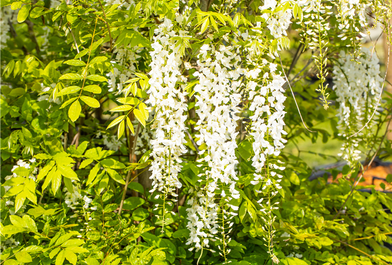 Wisteria sinensis 'Alba' Wisteria sinensis 'Alba'