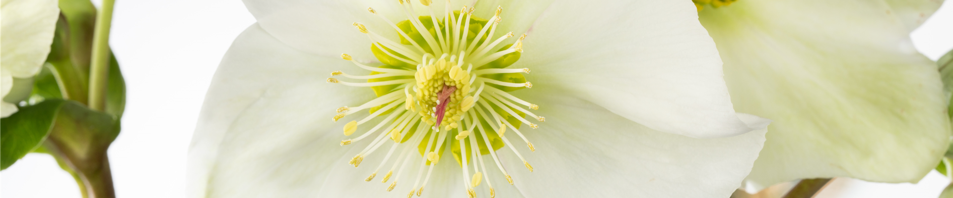 Helleborus niger Helleborus niger