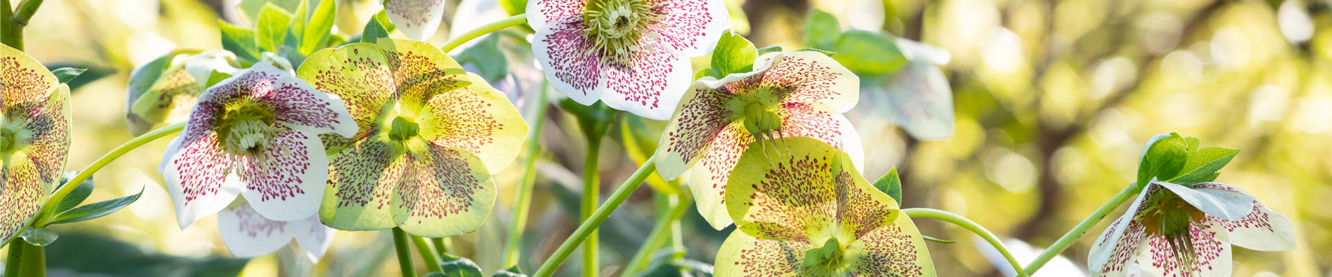 Helleborus Hybride 'Spring Promise Conny' Helleborus Hybride 'Spring Promise Conny'