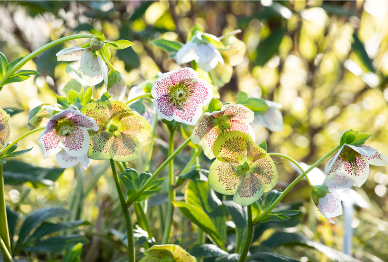 Helleborus Hybride 'Spring Promise Conny' Helleborus Hybride 'Spring Promise Conny'
