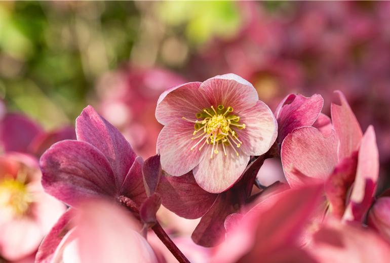 Helleborus Hybride 'HGC® Pink Frost' Helleborus Hybride 'HGC® Pink Frost'