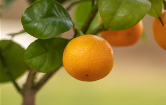 Mediterrane Pflanzen einpflanzen für den Urlaub Zuhause Mediterrane Pflanzen einpflanzen für den Urlaub Zuhause