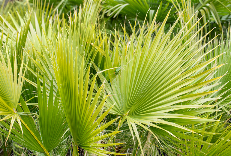 Washingtonia filifera