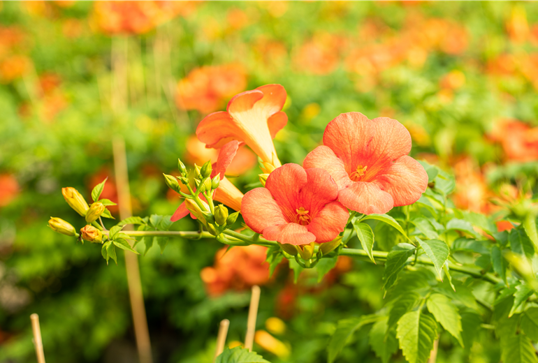 Campsis grandiflora Campsis grandiflora