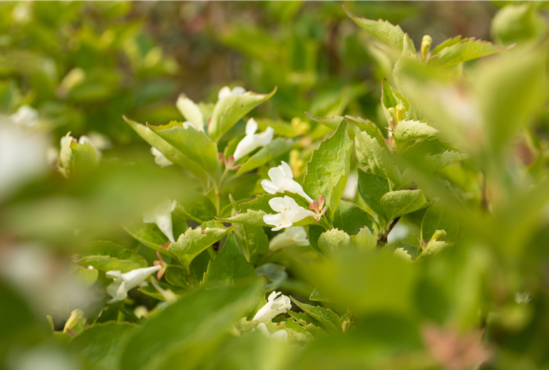Abelia spathulata