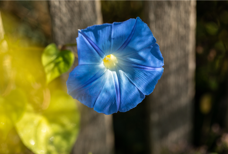 Ipomoea tricolor, blau Ipomoea tricolor, blau
