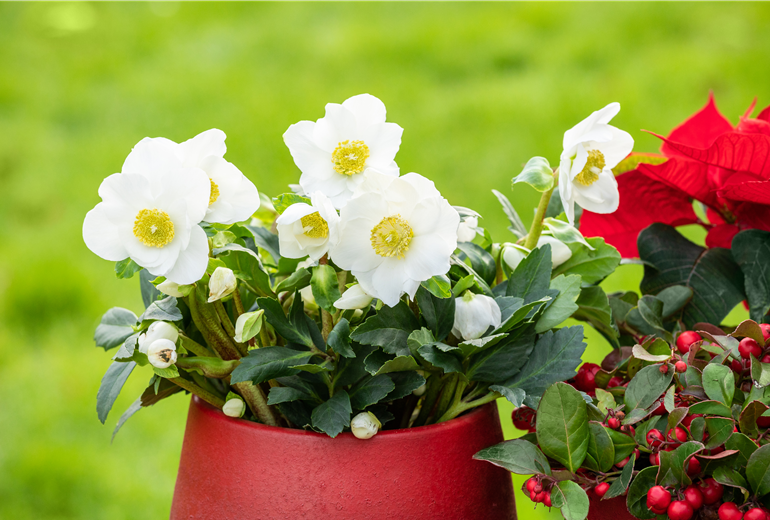 Helleborus niger, weiß Helleborus niger, weiß