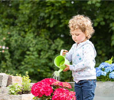 Für bunte Blütenpracht Hortensien pflegen und richtig düngen Für bunte Blütenpracht Hortensien pflegen und richtig düngen
