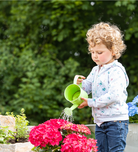 Für bunte Blütenpracht Hortensien pflegen und richtig düngen