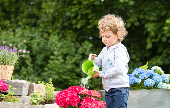 Für bunte Blütenpracht Hortensien pflegen und richtig düngen Für bunte Blütenpracht Hortensien pflegen und richtig düngen
