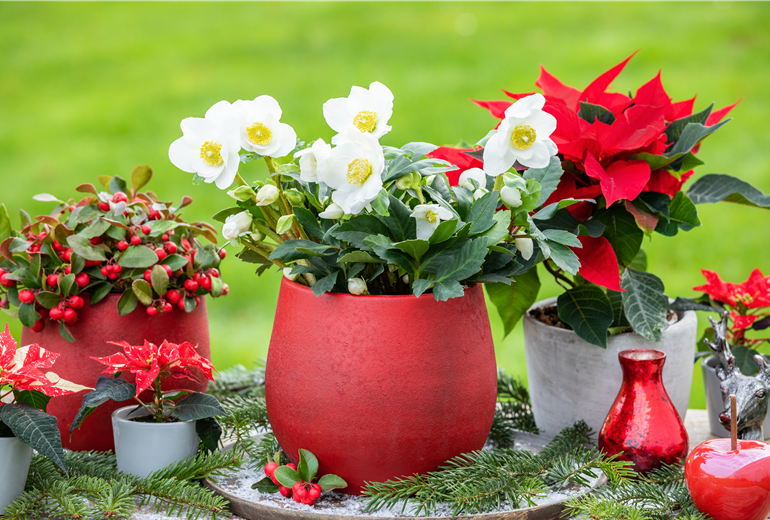 Helleborus niger, weiß Helleborus niger, weiß