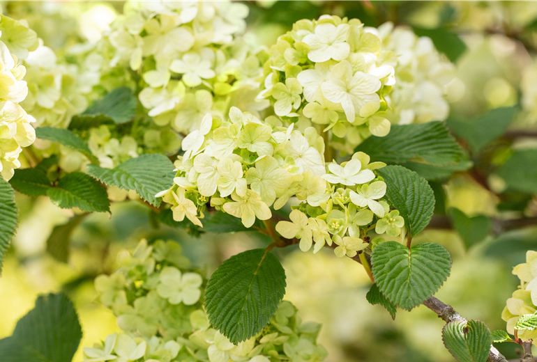 Viburnum plicatum 'Dart´s Red Robin'