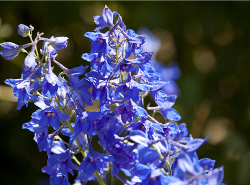 Delphinium x cultorum Delphinium x cultorum