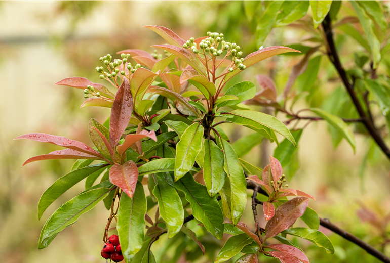 Photinia davidiana