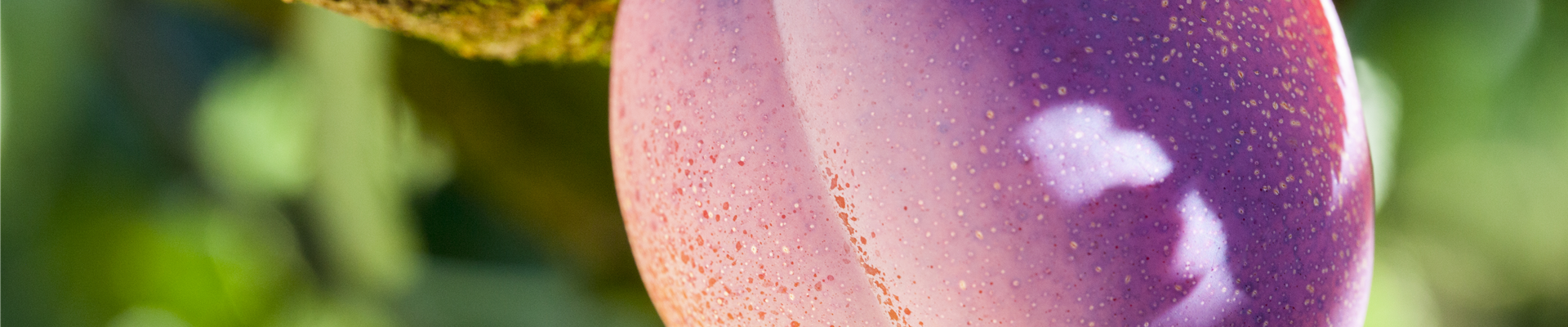 Prunus domestica 'Avalon'