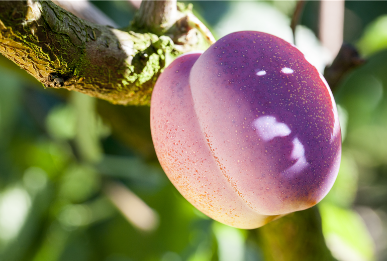 Prunus domestica 'Avalon'