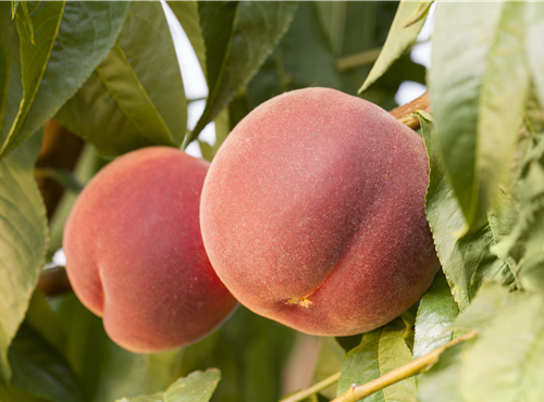Prunus persica var. persica 'Red Haven'® Prunus persica var. persica 'Red Haven'®