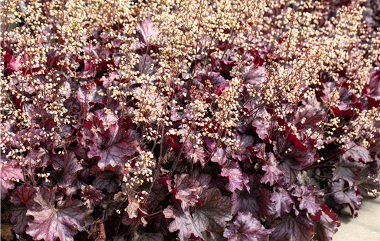Purpurglöckchen pflanzen und den Garten bunt gestalten Purpurglöckchen pflanzen und den Garten bunt gestalten