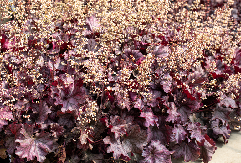 Heuchera 'Rex Purple' Heuchera 'Rex Purple'