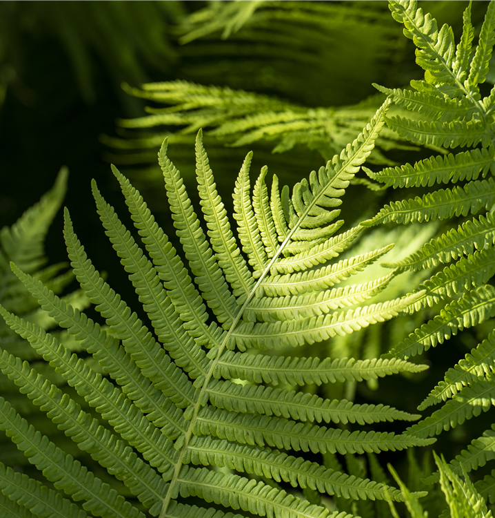 Rotschleierfarn Rotschleierfarn