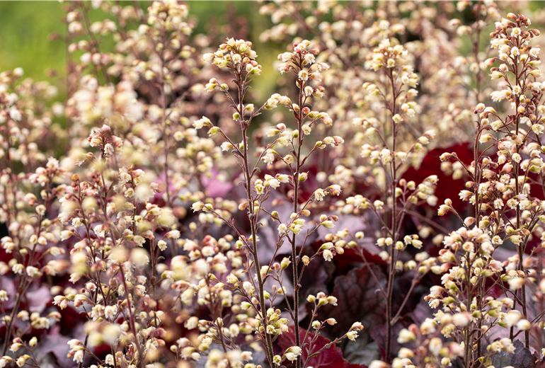 Heuchera 'Rex Purple' Heuchera 'Rex Purple'