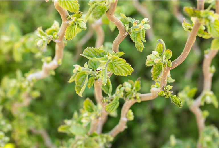 Corylus avellana 'Scooter' Corylus avellana 'Scooter'