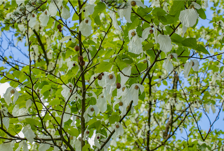 Davidia involucrata vilmoriniana Davidia involucrata vilmoriniana