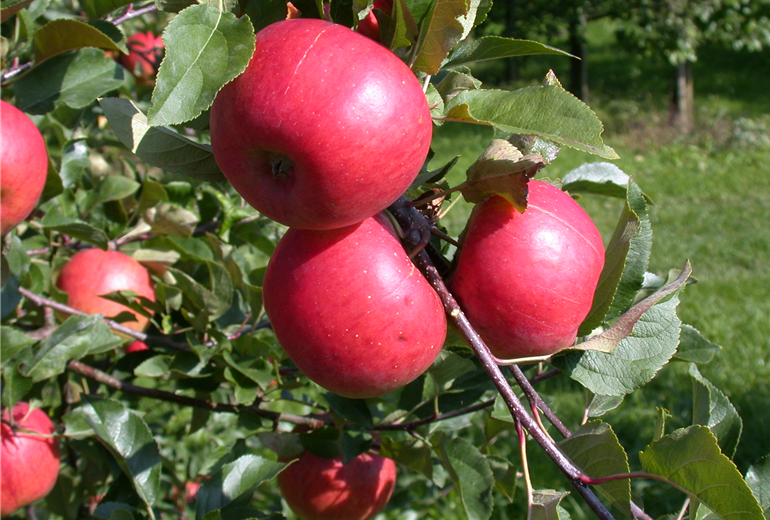 Malus domestica 'Topaz'(s)