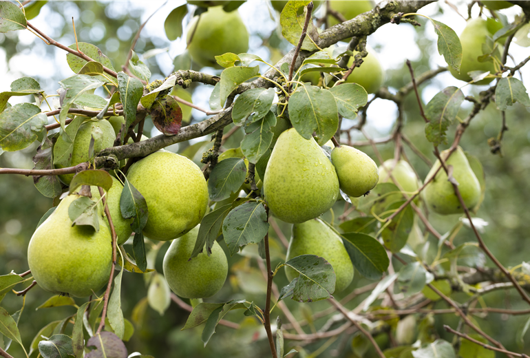 Pyrus communis 'Alexander Lucas'