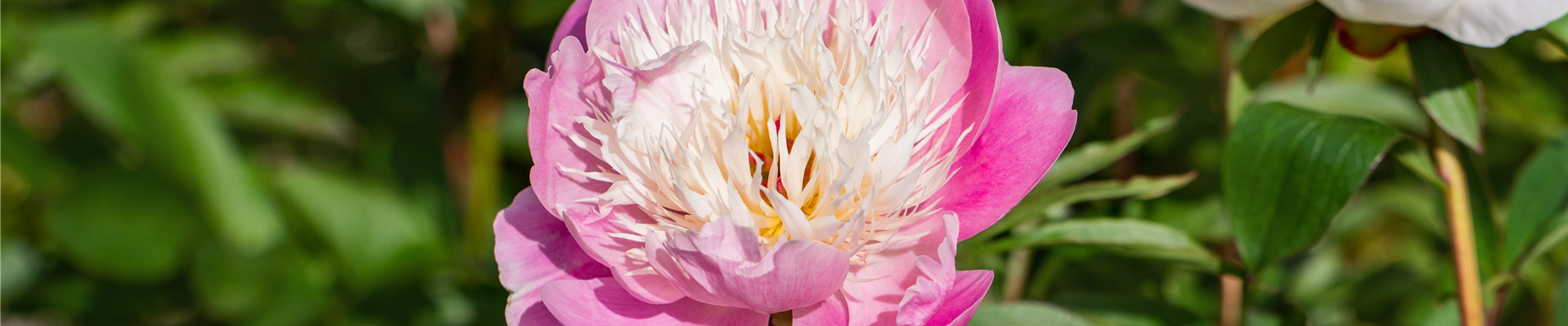 Paeonia lactiflora 'Bowl of Beauty' Paeonia lactiflora 'Bowl of Beauty'