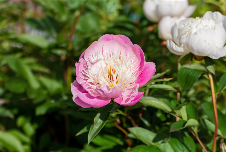 Paeonia lactiflora 'Bowl of Beauty' Paeonia lactiflora 'Bowl of Beauty'