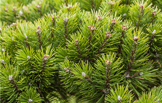 Nadelgehölze zurückschneiden und den Garten in Form bringen Nadelgehölze zurückschneiden und den Garten in Form bringen