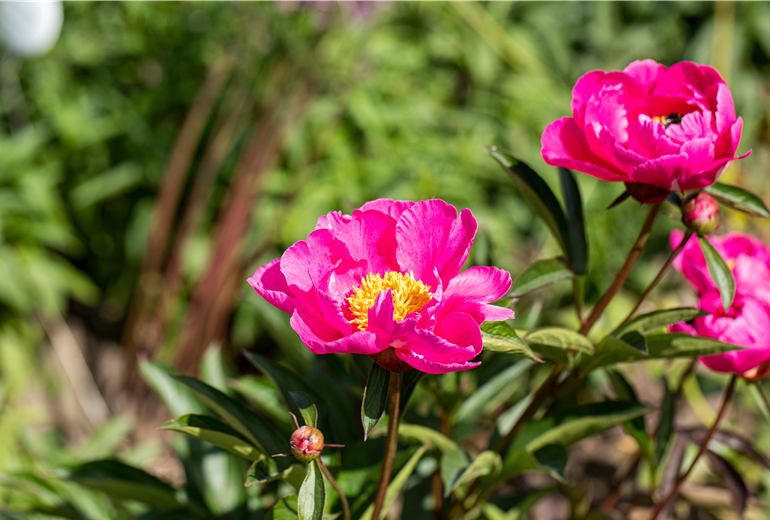 Paeonia lactiflora, einfach blühend Paeonia lactiflora, einfach blühend